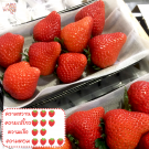 Koiminori Strawberry ชุด 2 แพ็ก