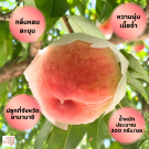 Yamanashi peach size 16 ชุด 4 ผล