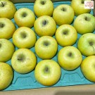 Shinano gold apple size 36 ชุด 10 ผล