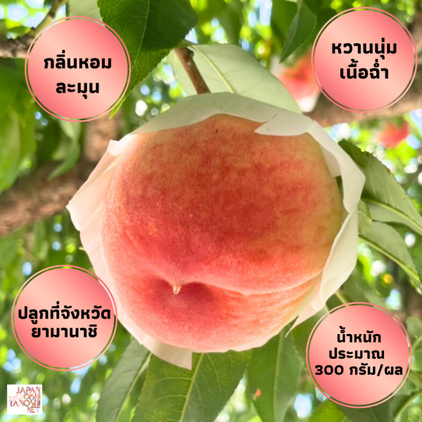 Yamanashi peach size 16 ชุด 4 ผล