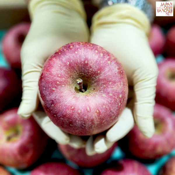 Sun fuji apple size 36