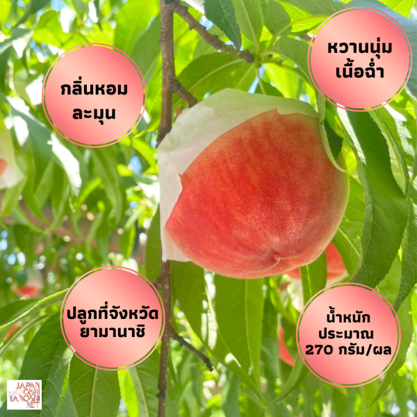 Yamanashi peach size 18 ชุด 8 ผล