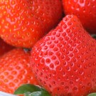 Amaou Strawberry ชุด 2 แพ็ก