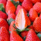 Strawberry (Tochiotome)