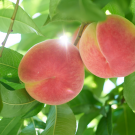 Hikawahakuho Peach