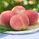 Hikawahakuho Peach