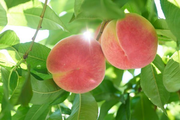 Hikawahakuho Peach