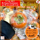 Fuyu Persimmon size 36