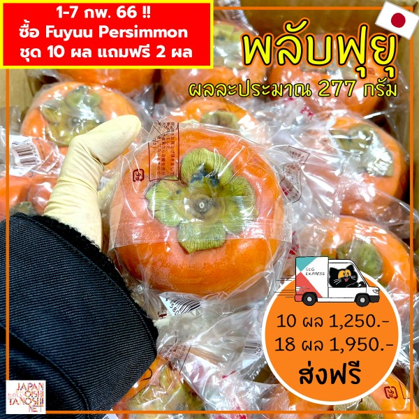 Fuyu Persimmon size 36