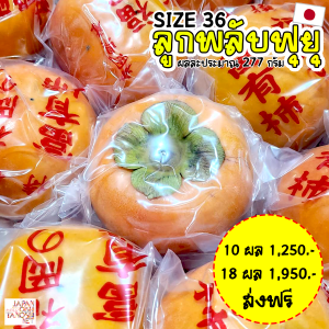 Fuyu Persimmon size 36
